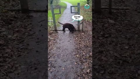 Dog Tries to Drag Giant Branch Through Tiny Trail Gap || ViralHog