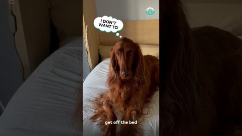 Setter Slaps Paw On Bed In Protest || ViralHog