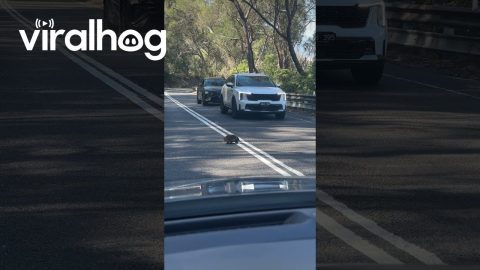 Echidna Crosses Australian Road || ViralHog