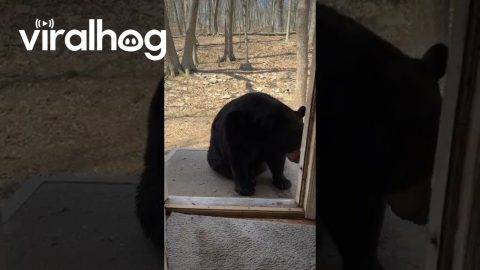 A Big Bear Sits on Command || ViralHog