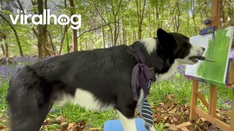 Border Collie Simba Paints His Masterpiece || ViralHog