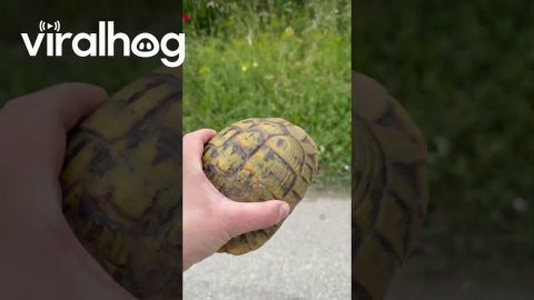 Kind Person Moves a Tortoise Off the Road || ViralHog
