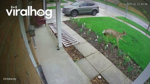 Security Camera Captures Deer Running Into House || ViralHog