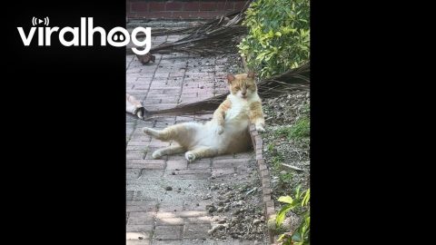 South Beach Cats Are Built Different || ViralHog
