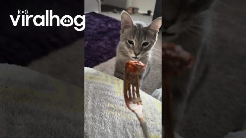 Letting My Cat Try My Food || ViralHog