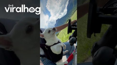 Chihuahua Pup Helps Pedal Bike || ViralHog