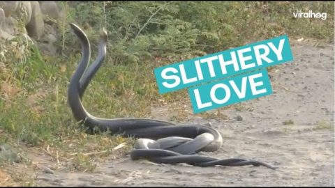 Black Whip Snake Romance || ViralHog