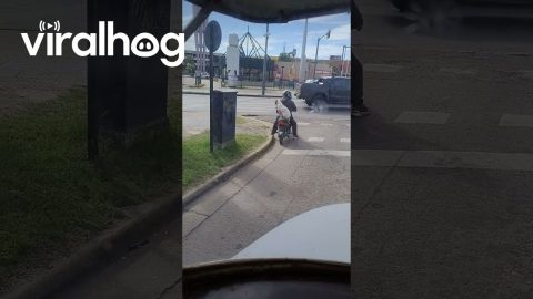 Dog Orders an Ubermoto || ViralHog