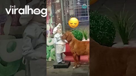 When You're Desperate for Pats, Even a Statue Will Do || ViralHog