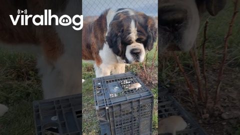 Saint Bernard Meets Hamster for the First Time || ViralHog