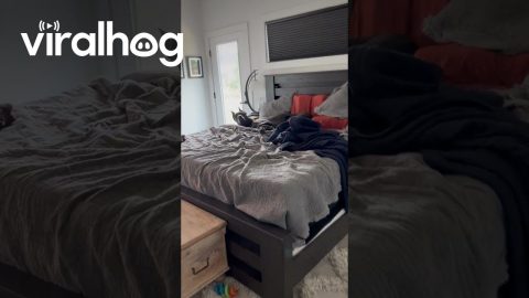 Sleepy Great Dane Refuses To Get Up || ViralHog