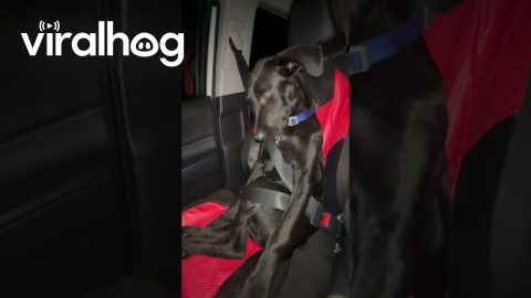 Passenger Pup Securely Buckled In || ViralHog