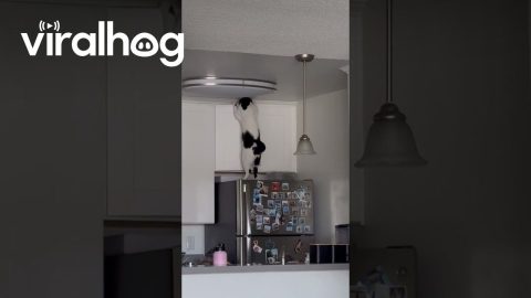 Cat Instantly Regrets Opening Cabinet || ViralHog