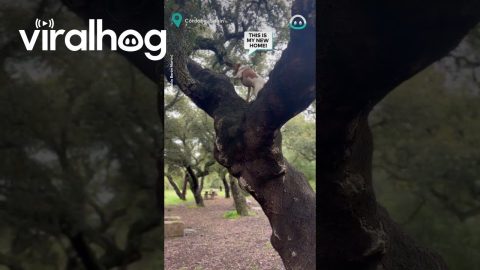 Dog Suddenly Climbs a Tree || ViralHog
