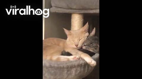 Alfredo and Luna Taking a Cat Nap || ViralHog