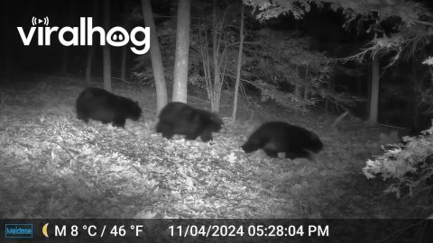 Bear Triplets Follow Mom || ViralHog