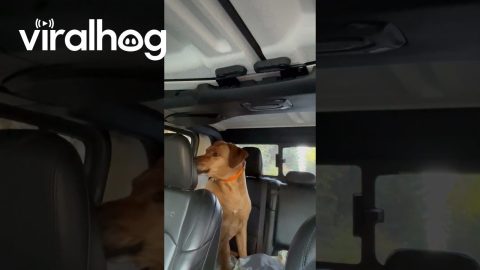 Dog Senses Danger at Trailhead || ViralHog