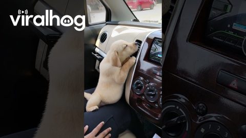 Puppy Demands Air Conditioning || ViralHog