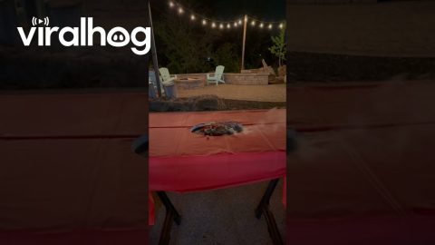 Hot Plate Melts Through Table || ViralHog