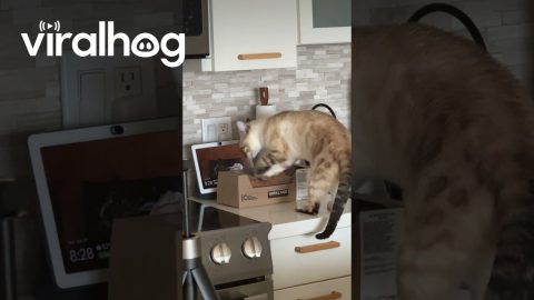 Cat Paws At Pound Cake || ViralHog