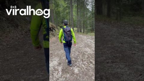 Hikers Run From Approaching Capercaillie || ViralHog