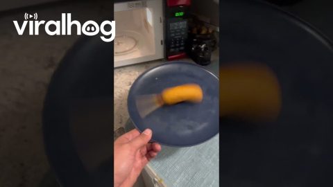 Spinning Corndog || ViralHog