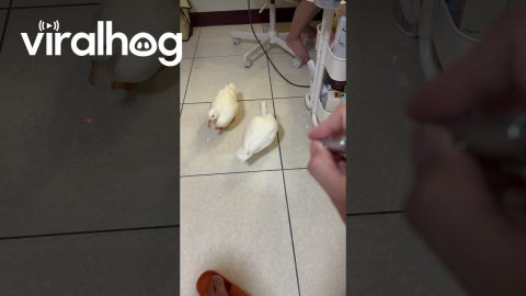 Ducks Chase Laser Pointer || ViralHog