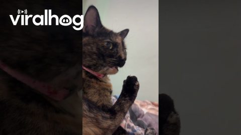 Cat Shocked By Stinky Foot's Smell || ViralHog