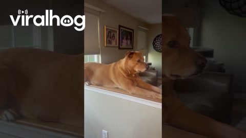 Dog Perches on Half Wall With Cat || ViralHog