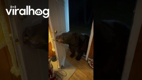 Mr. Doorman the Bear || ViralHog