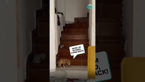 Momma Dog Shows Puppy How to Climb Stairs || ViralHog