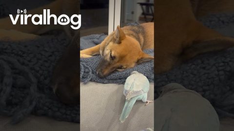 Parakeet Wakes Dog With A Start || ViralHog