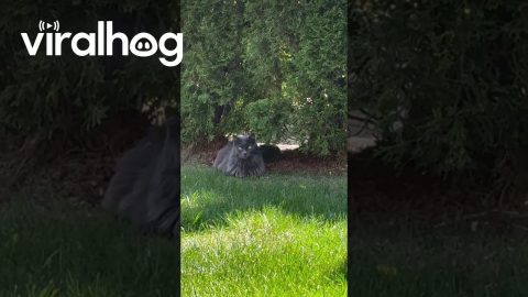 Wobbly Cat Watches From The Bushes || ViralHog