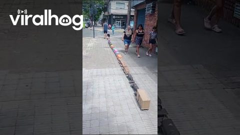 Little Boy Walks Giant Train Down Sidewalk || ViralHog