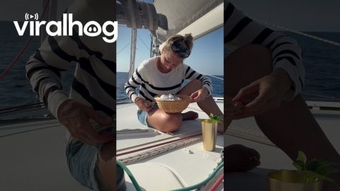 Brief Love Story With Little Bird At Sea || ViralHog
