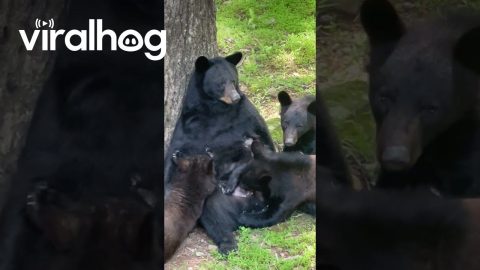 Mama Bear Nursing Her Three Cubs || ViralHog