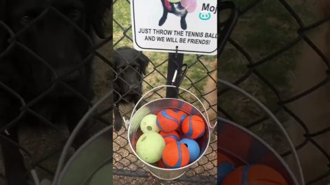 A Sign To Make Frens || ViralHog