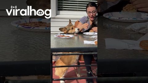 Bradley is Mad It's Not His Birthday || ViralHog