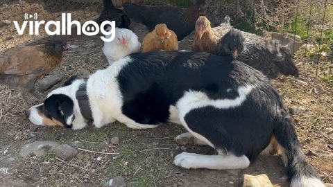 Chicken Lovingly Peck At Border Collie || ViralHog