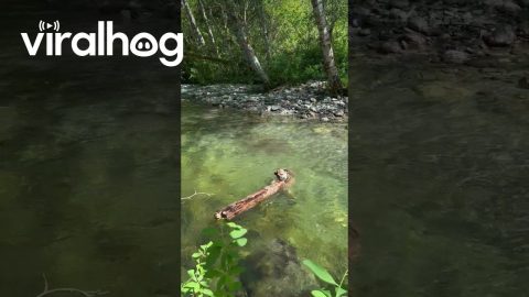 When Your Dog Prefers Logs Over Sticks || ViralHog