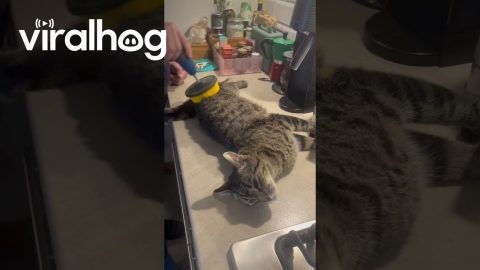 Polishing The Cat || ViralHog