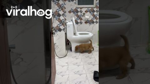 Puppy Chases Leash Around Toilet || ViralHog