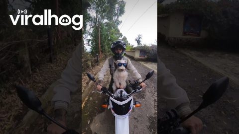Pup Begs For Motorcycle Ride With Dad || ViralHog