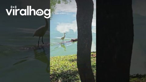 Snowy Egret Surfs on Capybara || ViralHog