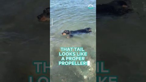 Dachshund Has a Propeller Tail || ViralHog