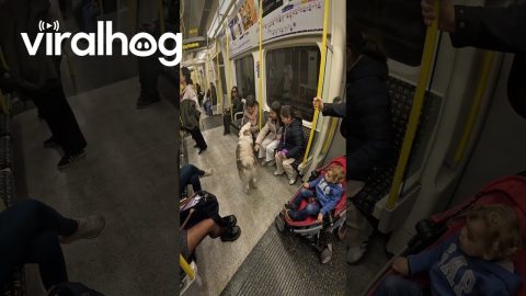 Friendly Interactions With Commuting Dog || ViralHog