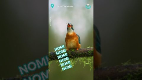 Kingfisher's Amazing Dive || ViralHog