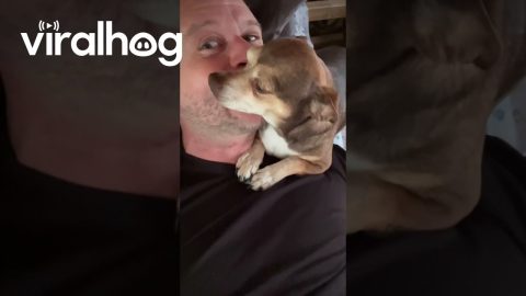Sweet Dog Demands Nibbles || ViralHog
