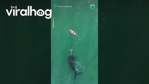 Whale Visits Paddleboard || ViralHog