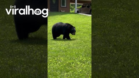 Bear in My Yard || ViralHog